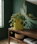 A green plant in a yellow planter sits on a wooden table in front of a green wall with a round mirror.