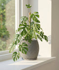 A Monstera plant in a textured gray planter pot sits on a white windowsill, bathed in sunlight.