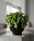 A vibrant philodendron plant spills out of a modern black planter pot with a ribbed design. The pot sits atop a concrete pedestal, set against a backdrop of a minimalist interior with sheer curtains and a bookshelf.
