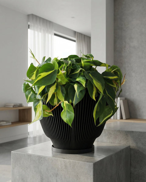 A vibrant philodendron plant spills out of a modern black planter pot with a ribbed design. The pot sits atop a concrete pedestal, set against a backdrop of a minimalist interior with sheer curtains and a bookshelf.
