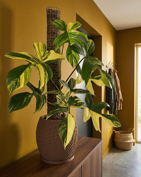 A variegated plant in a brown textured planter pot sits on a wooden cabinet against a mustard-colored wall.