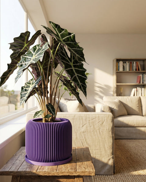 A begonia plant in a purple, geometric-patterned planter pot sits on a windowsill.