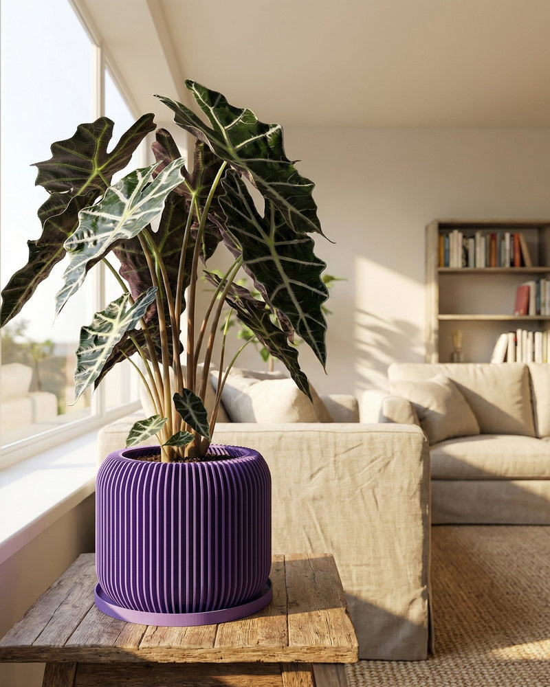A begonia plant in a purple, geometric-patterned planter pot sits on a windowsill.
