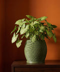 A green planter pot with a textured surface sits on a dark wooden table, filled with a lush green plant with variegated leaves. The background is a solid orange wall.