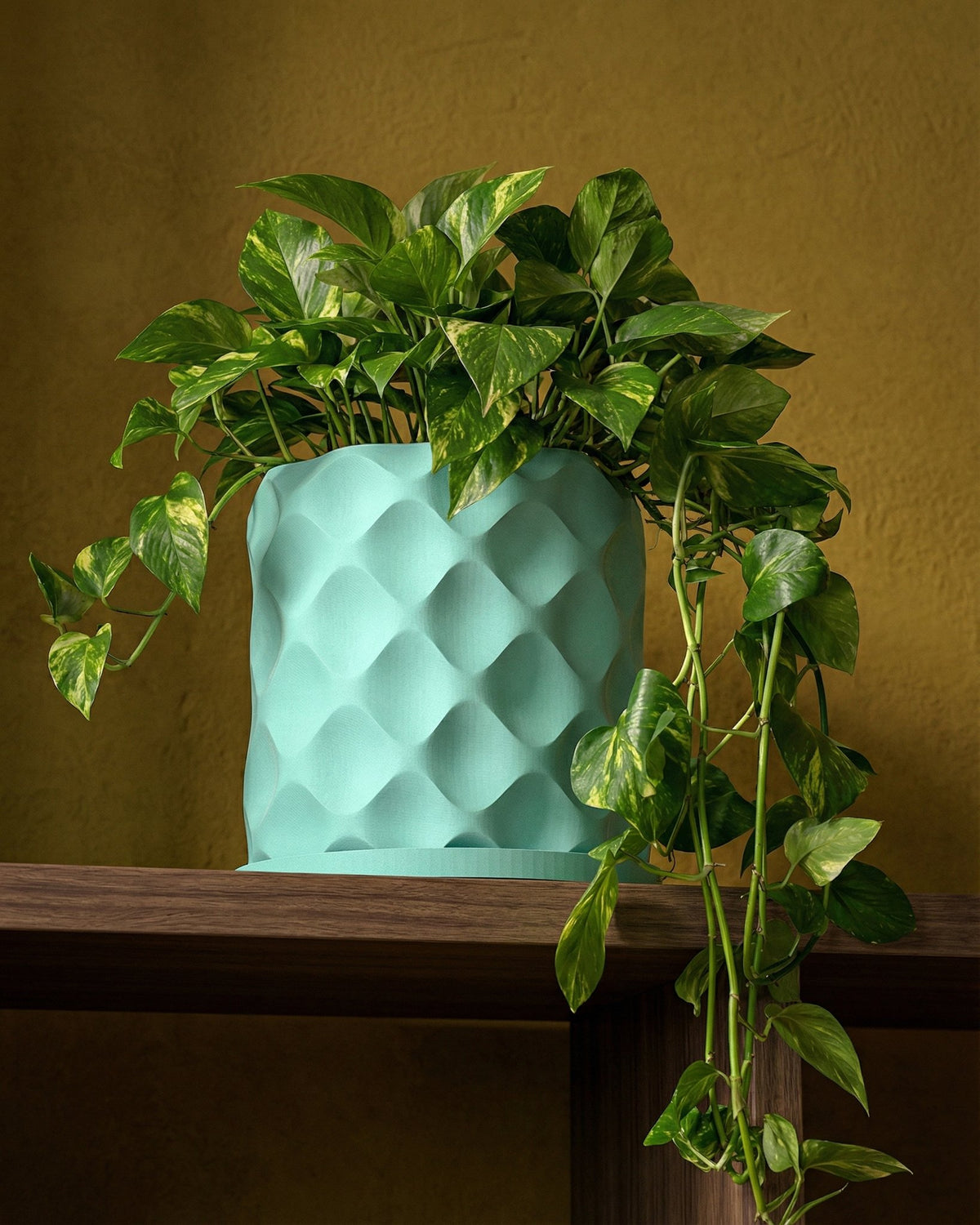 A vibrant golden pothos plant cascades from a textured, light blue planter pot on a wooden shelf.