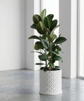 A colorful Stromanthe plant sits in a white textured planter pot on a dark wood shelf in a modern room.