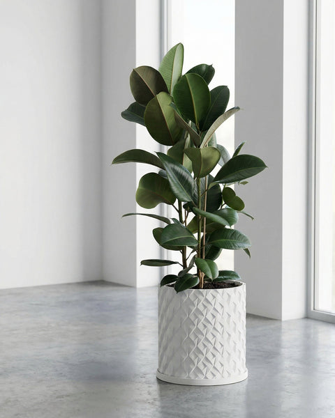 A colorful Stromanthe plant sits in a white textured planter pot on a dark wood shelf in a modern room.