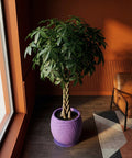 A money tree plant in a purple planter pot sits on a dark wood floor next to a window and a chair.
