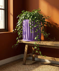 A spider plant in a purple planter pot sits on a dark wood table next to a gray sofa.