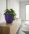 A money tree plant in a purple planter pot sits on a dark wood floor next to a window and a chair.