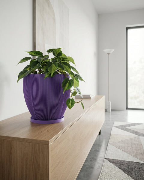 A money tree plant in a purple planter pot sits on a dark wood floor next to a window and a chair.