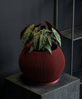 A red, ribbed planter pot sits on a dark gray pedestal, holding a plant with spotted leaves. A dark gray wall is in the background.