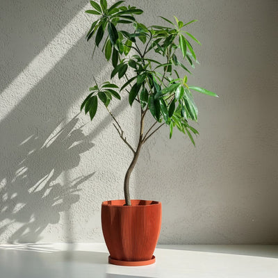 Terracotta Orange Coconut