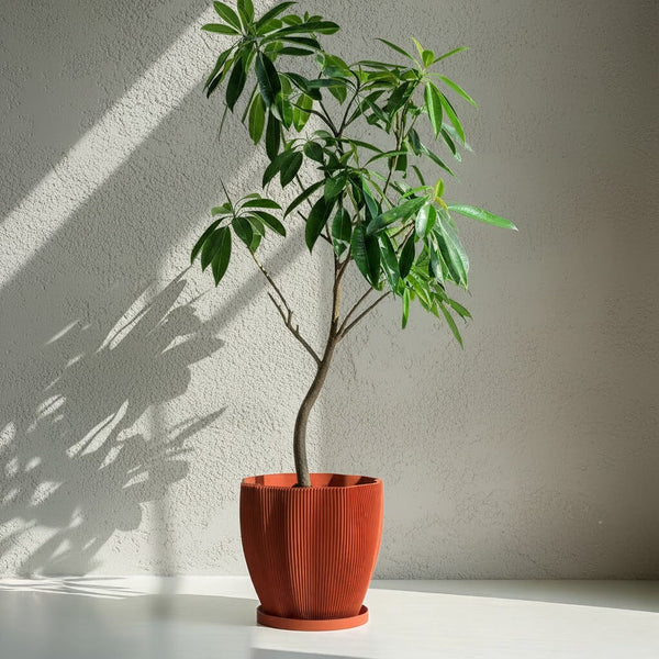 Terracotta Orange Coconut