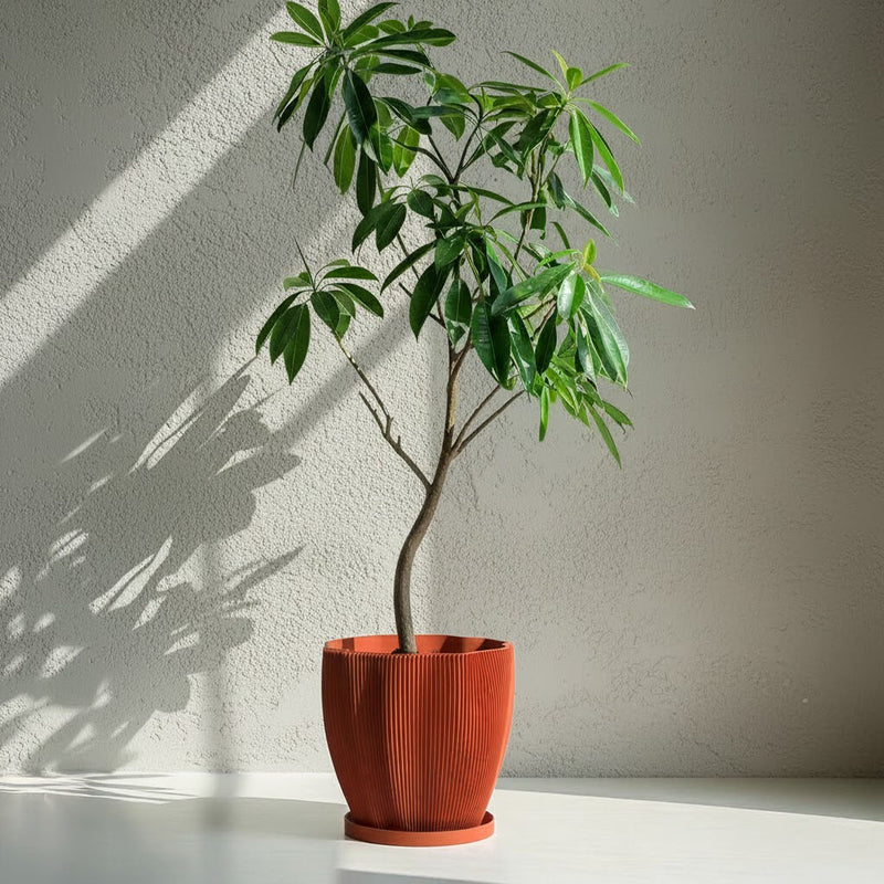 Terracotta Orange Coconut