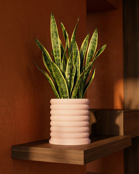 A snake plant in a pink, ribbed planter pot sits on a wooden shelf against a textured orange wall.
