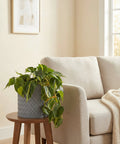A gray woven planter pot with a vibrant green plant sits on a wooden table next to a beige couch in a well-lit room.