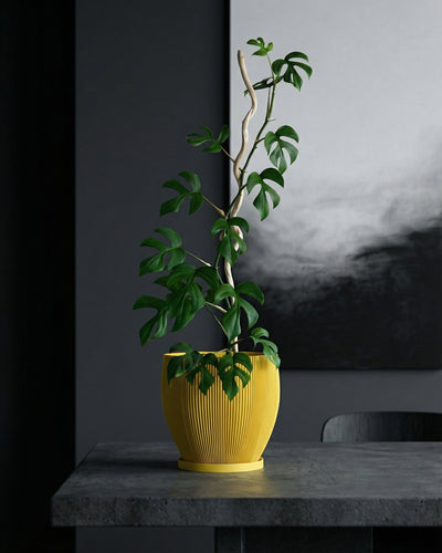 Lemon Yellow Coconut