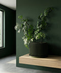 A string of pearls plant in a green planter pot sits on a wooden windowsill bathed in sunlight.