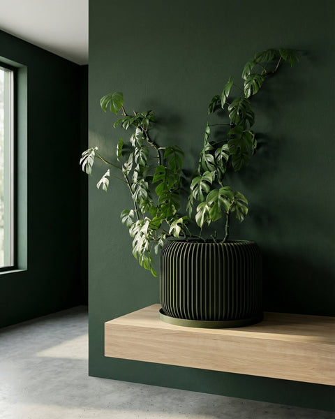 A string of pearls plant in a green planter pot sits on a wooden windowsill bathed in sunlight.