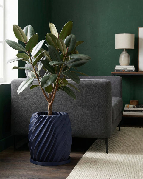 A rubber plant in a dark blue, spiral-patterned planter pot sits on a wooden floor next to a gray couch and a white rug.