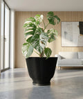 A Monstera plant in a black, vertically ribbed planter pot sits on a gray floor in a modern room. A large window is to the left, and a light wood paneled wall is behind the plant. A white sofa and abstract art are in the background.