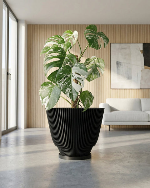A Monstera plant in a black, vertically ribbed planter pot sits on a gray floor in a modern room. A large window is to the left, and a light wood paneled wall is behind the plant. A white sofa and abstract art are in the background.