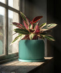 A teal planter pot with a plant sits on a dark wooden table next to a gray couch with a blanket.