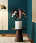 A white woven planter pot sits on a dark wood table in a room with a gold lamp and a teal and cream wall.
