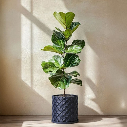 Deep Ocean Blue Chisel