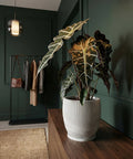 A white planter pot with vertical, wavy lines sits on a wooden surface, holding a large leafy plant.