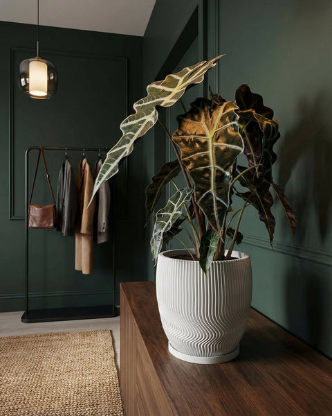 A white planter pot with vertical, wavy lines sits on a wooden surface, holding a large leafy plant.