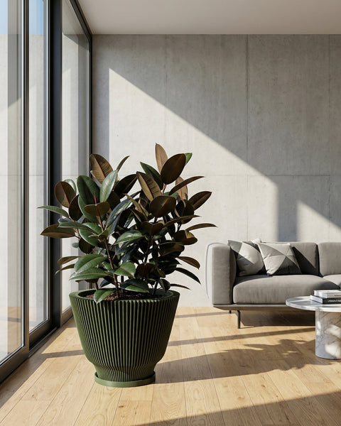 A large rubber plant sits in a green planter pot with vertical ridges, positioned near a window in a modern living space. Sunlight streams across the wooden floor, highlighting the plant's glossy leaves and the pot's unique design. In the background, a gray sofa and marble side table add to the contemporary aesthetic.
