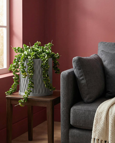 A Monstera plant in a textured gray planter pot sits on a white windowsill, bathed in sunlight.