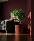 A green leafy plant sits in a ribbed, terracotta-colored planter pot next to a gray sofa in a room with dark walls and a wooden floor.
