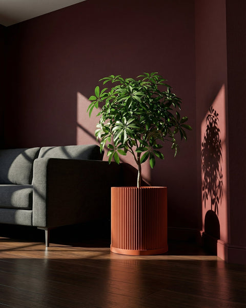 A green leafy plant sits in a ribbed, terracotta-colored planter pot next to a gray sofa in a room with dark walls and a wooden floor.