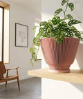 A pink planter pot with a Monstera adansonii plant sits on a wooden shelf in a well-lit room. The pot has a unique, vertically ribbed design. The plant's green leaves cascade over the pot's edge. A wooden chair and framed artwork are visible in the background.