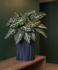 A ZZ plant in a textured, dark blue planter sits on a wooden shelf against an orange wall with a window.