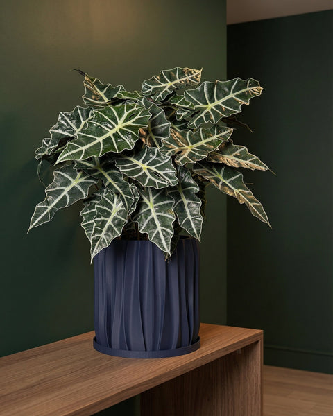 A ZZ plant in a textured, dark blue planter sits on a wooden shelf against an orange wall with a window.