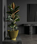 A tall rubber plant in a fluted yellow planter pot sits on a dark gray platform in a modern, minimalist room. The plant's glossy green and bronze leaves reach towards the ceiling. A black marble console table and framed artwork are visible in the background.