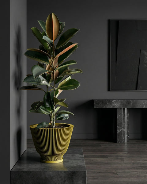 A tall rubber plant in a fluted yellow planter pot sits on a dark gray platform in a modern, minimalist room. The plant's glossy green and bronze leaves reach towards the ceiling. A black marble console table and framed artwork are visible in the background.