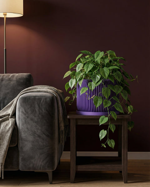 A purple planter pot with a green plant sits on a marble table next to a gray couch with a blanket.