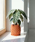 A green plant in an orange, textured planter pot sits on a white windowsill, bathed in sunlight.