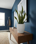 A snake plant in a white planter sits on a wooden console table in a blue entryway.
