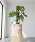 A Monstera plant in a pink textured planter pot sits on a wooden stand in a bright, minimalist room.