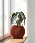 A plant in a ribbed, round, terracotta-colored planter sits on a wooden windowsill next to a bright window.