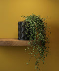 A black planter pot with a green plant on a wooden shelf against a yellow wall.