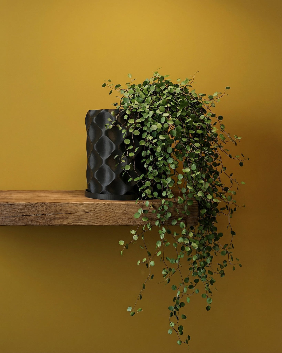 A black planter pot with a green plant on a wooden shelf against a yellow wall.