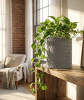 A gray woven planter pot with a green plant sits on a wooden shelf in a sunlit room.