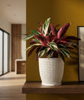 A colorful Stromanthe plant sits in a white textured planter pot on a dark wood shelf in a modern room.